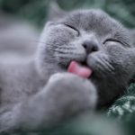Meditación para conectar con nuestra lengua