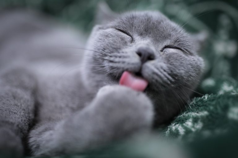 Meditación para conectar con nuestra lengua